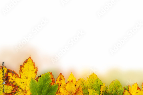 Wielobarwne malownicze jesienne liście klonu na białym tle.