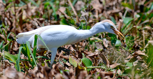 Cattle egret in Madagascar // Kuhreiher (Bubulcus ibis) in Madagaskar