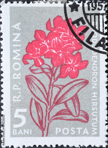 Romania - Circa 1957: a postage stamp printed in the Romania showing the alpine Flowers of the Carpathian Mountains. Rhododendron hirsutum