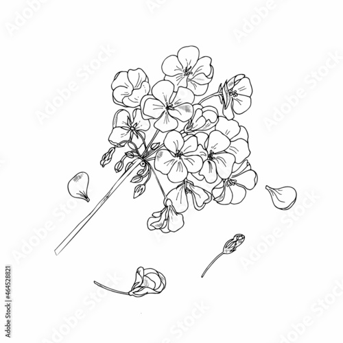 Geranium flower, botanical sketch, outline. Hand drawing ink. Home plants geranium