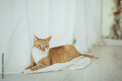 Rudy kot domowy leżący na zasłonce