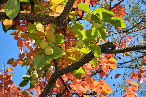 Ramas del árbol del caqui con sus frutos en otoño