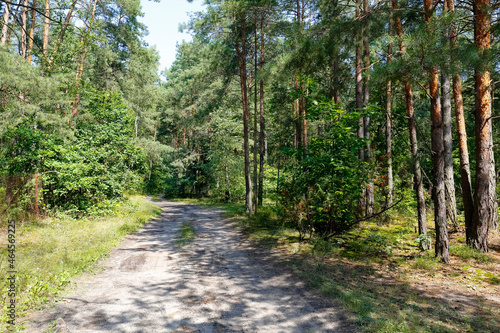 A sandy dirt road that passes many trees