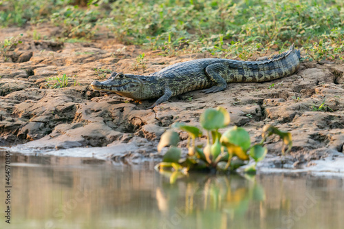 The yacare caiman (Caiman yacare)