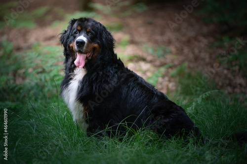 Portret berneńskiego psa pasterskiego 