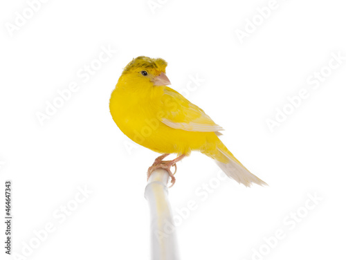 canary sitting on a tree branch isolated on white background