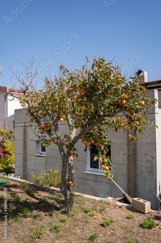 A lotus or persimmon fruit tree with lots of fruit hanging