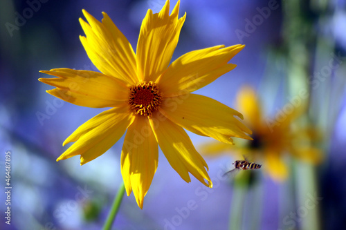 flower, yellow, bee, natur, kwiat