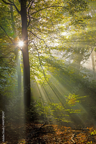 Lichtdurchfluteter Laubwald mit Morgennebel, Lochem, Niederlande, Europa