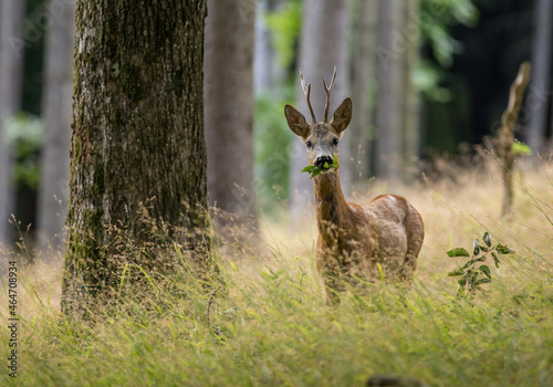 Roe deer buck (capreolus capreolus) eating leaf in grassy forest.