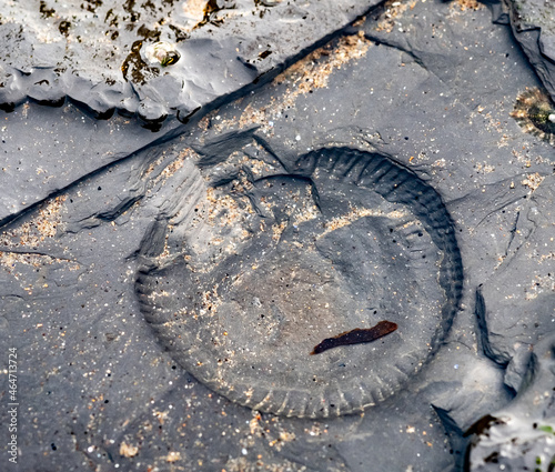 Close up of an ammonite fossil in soft shale rock on the Scaur of Whitby beach