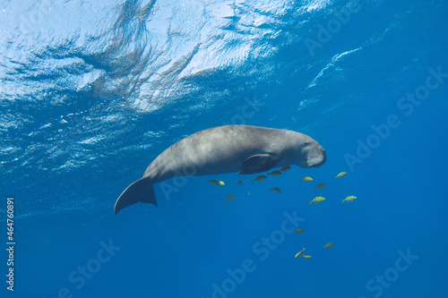 Dugong in the blue sea underwater. Sea cow (Dugong dugon)