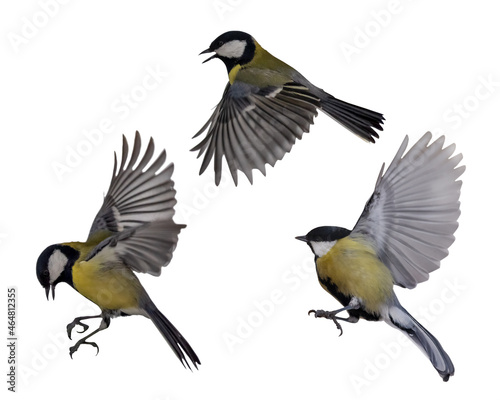 flying three yellow tits on white background