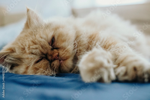 Piękny kot rudy pers