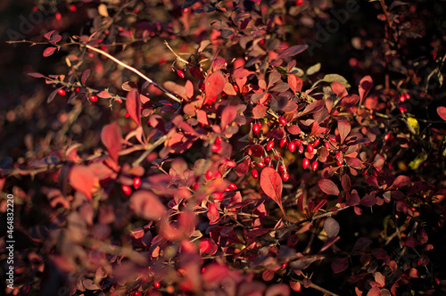 Kolory jerzębiny i berberysa późną jesienią. Krzewy w kolorach winach.