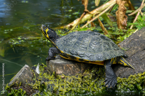 la tortue