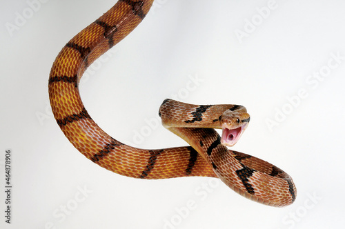 Hundezahn-Katzennatter, Nachtbaumnatter // Dog-toothed cat snake (Boiga cynodon)