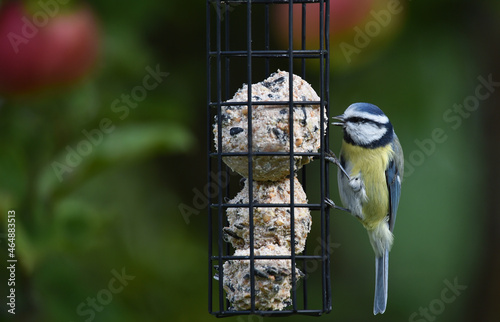 Blaumeise frisst Meisenknödel 