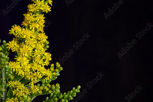 Goldenrod bouquet against a black background; Bright yellow flowers and green buds of the goldenrod plant with room for text