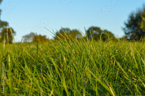 Grass, Polish meadow, green