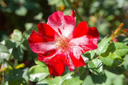 Close up on one red and pink altissimo climbing rose flower blossoming. View from above.