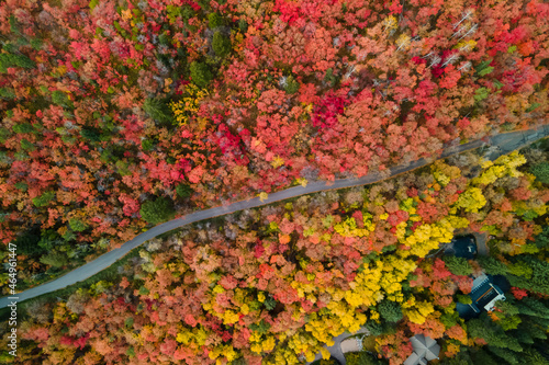 Aerial view of colorful fall foliage at Mt Timpanogos wilderness area along Alpine loop in Utah