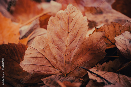 autumn leaves on the ground