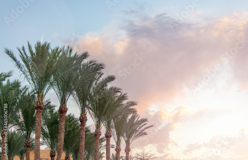 Palm trees against blue sky, Palm trees at tropical coast, vintage toned and stylized, coconut tree,summer tree.