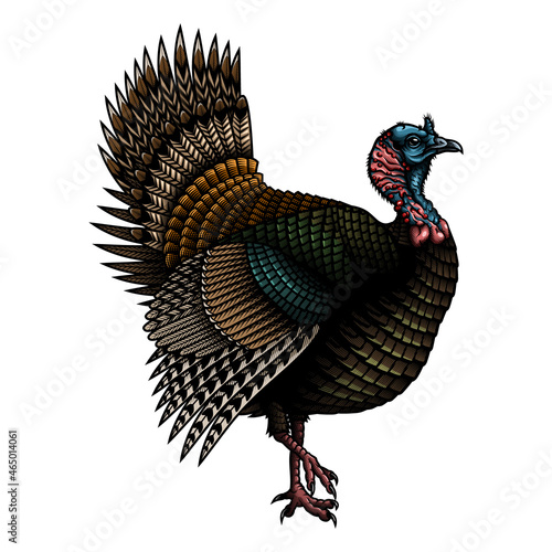 Turkey bird. Vector illustration of wild turkey in engraving technique.
