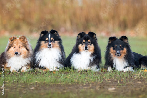 Nice group of beautiful purebred sheltand sheepdogs, sheltie lies outside on the green grass. Attentive tricolor and sable white little collie, lassie dogs outdoors on autumn sunny day 
