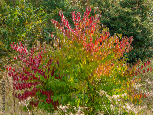 A common dogwood tree (Cornus sanguinea) in full autumnal glory with green, yellow, gold, russet and red leaves 