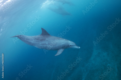 Bottlenose dolphin swimming near the surface in group. Dolphins in Indian ocean. Marine life. 