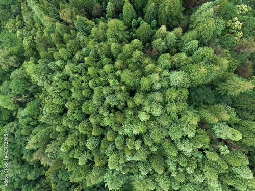 Verde bosque de secuoyas desde una vista cenital 4