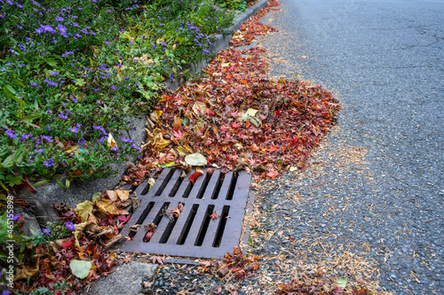 Dead leaves and pine needles collecting on a residential street and curb, sewar drain grate cleaned off 