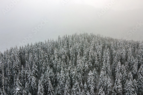 Aerial foggy landscape with evergreen pine trees covered with fresh fallen snow after heavy snowfall in winter mountain forest on cold quiet evening.