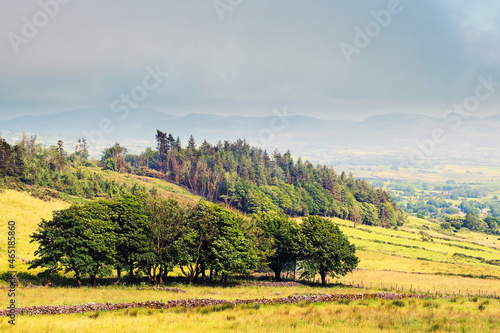 Green trees in a fields on a hill separated by stone fences, mountains in the background. Rural Irish landscape. Different shades of green in a fields. Simple nature scene. Blue cloudy sky