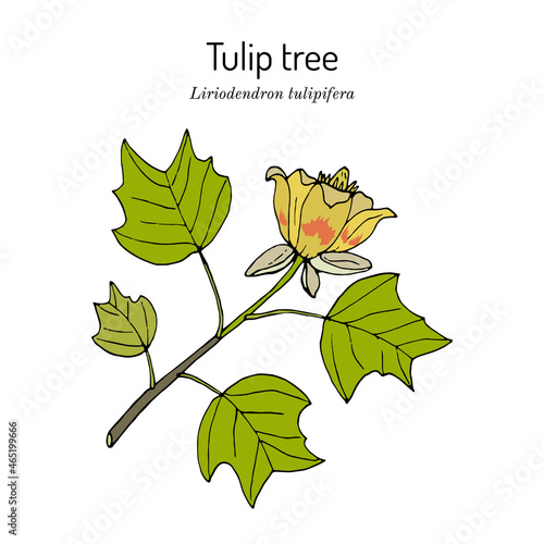 American tuliptree, or tulip poplar liriodendron tulipifera , state tree of Kentucky