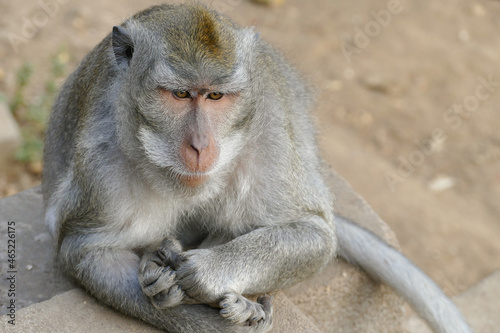 Long tailed macaque monkey, Bali, Indonesia