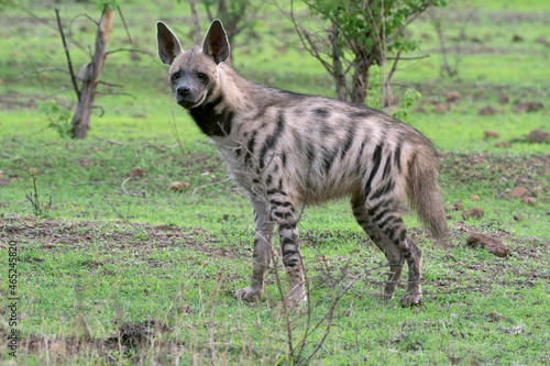 Striped hyena, Hyaena hyaena, Satara, Maharashtra, India