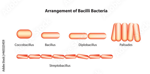 Biological arrangement of bacilli bacteria (bacilli bacteria classification)