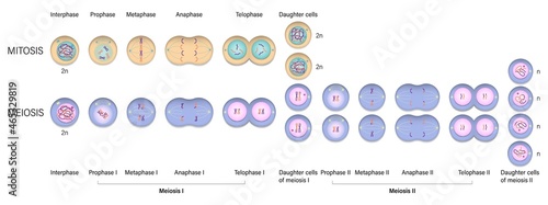 Mitosis and Meiosis diagram. Cell division. Prophase, Metaphase, Anaphase, and Telophase.