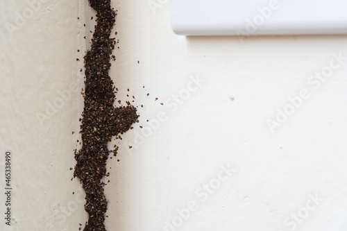 Termite mud tube on the wall