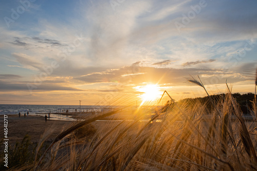 Grass and spikelets on a sand dune. Sunset on the beach. Sea on the backgroud