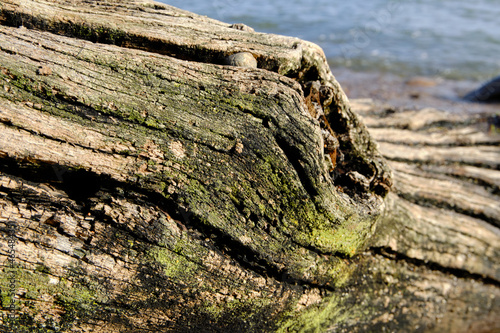 pień wyrzucony przez morze, stump washed up by the sea