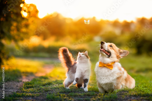 cute fluffy friends a cat and a dog catch a flying butterfly in a sunny summer garden