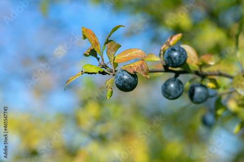 Blue ripe blackthorn berry (Prunus spinosa) in autumn.