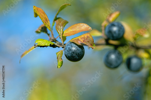 Blue ripe sloe berry (Prunus spinosa) in fall.