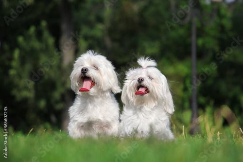 Two maltese dogs are sitting on the grass