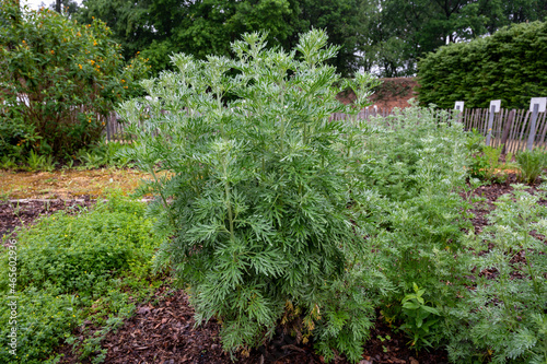 Botanical collection, young green leaves of Artemisia absinthium wormwood, absinthe, mugwort, wermout poisonous species of Artemisia, ornamental plant and is used as ingredient in spirit absinthe.