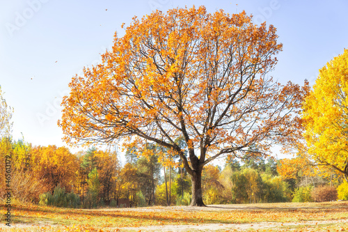 Oak tree with orange leaves